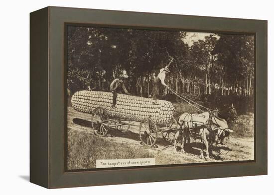 Giant Ear of Corn Pulled by Horse Cart-null-Framed Stretched Canvas