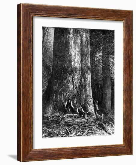 Giant Eucalyptus, Australia, 1886-Taylor-Framed Giclee Print