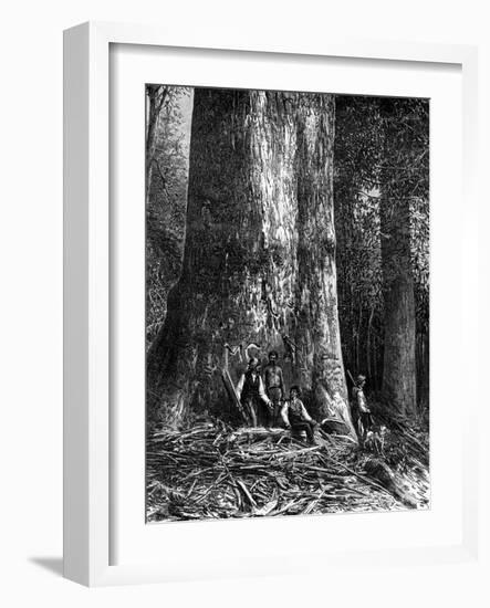 Giant Eucalyptus, Australia, 1886-Taylor-Framed Giclee Print