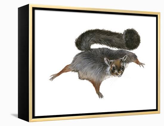 Giant Flying Squirrel (Petaurista), Mammals-Encyclopaedia Britannica-Framed Stretched Canvas