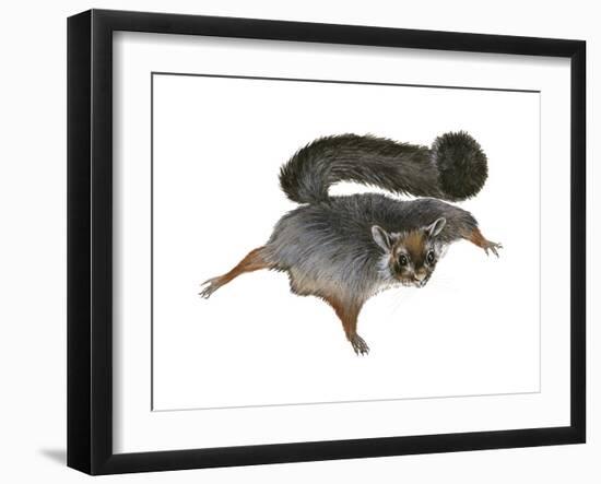 Giant Flying Squirrel (Petaurista), Mammals-Encyclopaedia Britannica-Framed Art Print