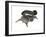 Giant Flying Squirrel (Petaurista), Mammals-Encyclopaedia Britannica-Framed Art Print