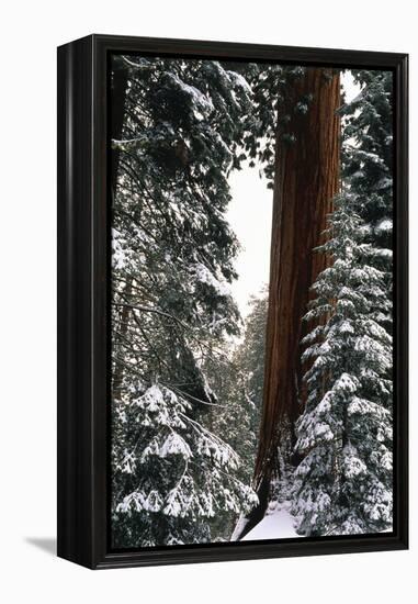 Giant Forest, Giant Sequoia Trees in Snow, Sequoia National Park, California, USA-Inger Hogstrom-Framed Premier Image Canvas