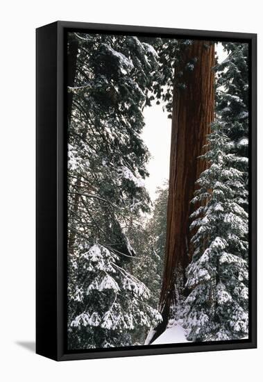 Giant Forest, Giant Sequoia Trees in Snow, Sequoia National Park, California, USA-Inger Hogstrom-Framed Premier Image Canvas