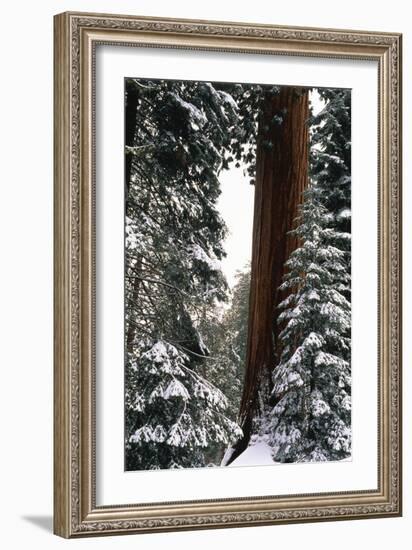 Giant Forest, Giant Sequoia Trees in Snow, Sequoia National Park, California, USA-Inger Hogstrom-Framed Photographic Print