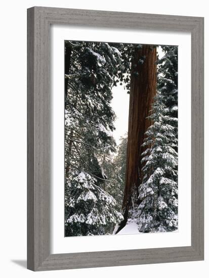 Giant Forest, Giant Sequoia Trees in Snow, Sequoia National Park, California, USA-Inger Hogstrom-Framed Photographic Print