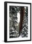 Giant Forest, Giant Sequoia Trees in Snow, Sequoia National Park, California, USA-Inger Hogstrom-Framed Photographic Print