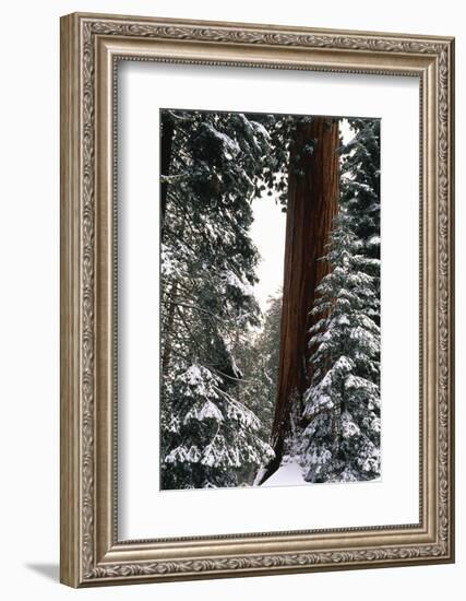 Giant Forest, Giant Sequoia Trees in Snow, Sequoia National Park, California, USA-Inger Hogstrom-Framed Photographic Print