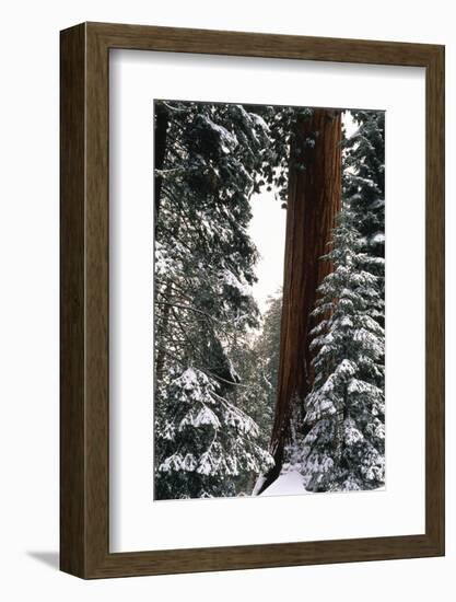 Giant Forest, Giant Sequoia Trees in Snow, Sequoia National Park, California, USA-Inger Hogstrom-Framed Photographic Print