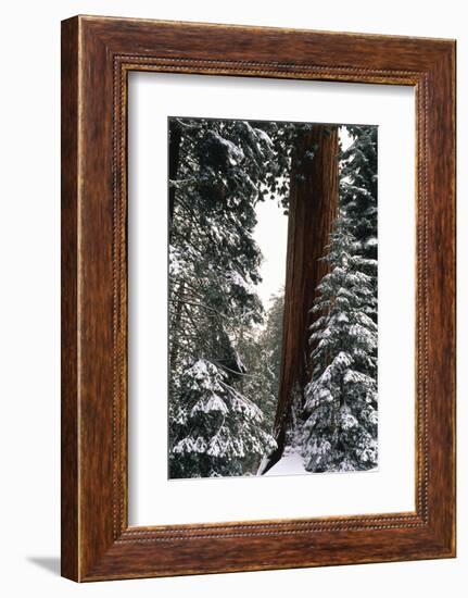 Giant Forest, Giant Sequoia Trees in Snow, Sequoia National Park, California, USA-Inger Hogstrom-Framed Photographic Print