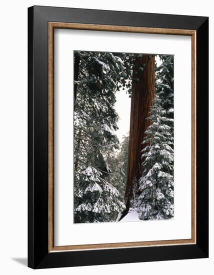 Giant Forest, Giant Sequoia Trees in Snow, Sequoia National Park, California, USA-Inger Hogstrom-Framed Photographic Print