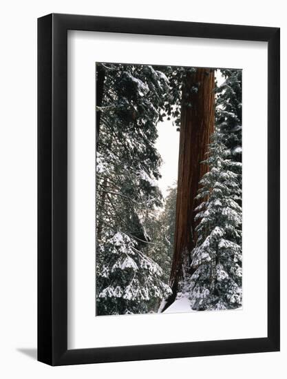 Giant Forest, Giant Sequoia Trees in Snow, Sequoia National Park, California, USA-Inger Hogstrom-Framed Photographic Print