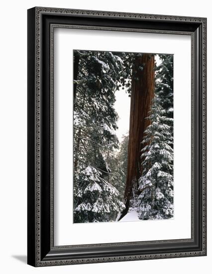 Giant Forest, Giant Sequoia Trees in Snow, Sequoia National Park, California, USA-Inger Hogstrom-Framed Photographic Print