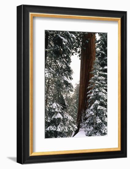 Giant Forest, Giant Sequoia Trees in Snow, Sequoia National Park, California, USA-Inger Hogstrom-Framed Photographic Print