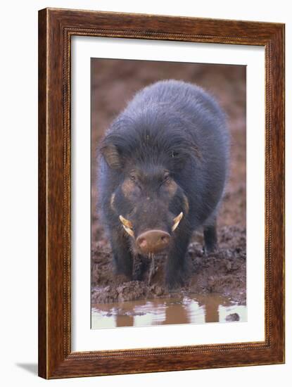 Giant Forest Wart Hog at Salt Lick-DLILLC-Framed Premium Photographic Print