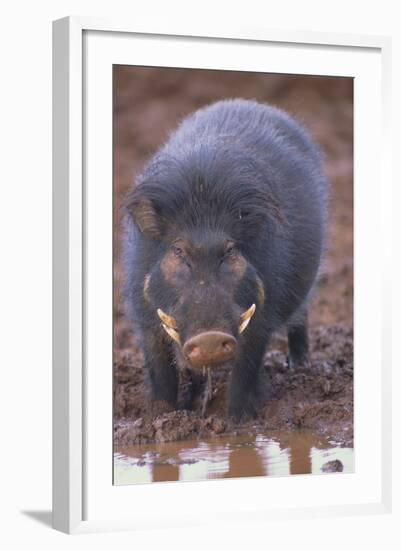 Giant Forest Wart Hog at Salt Lick-DLILLC-Framed Photographic Print