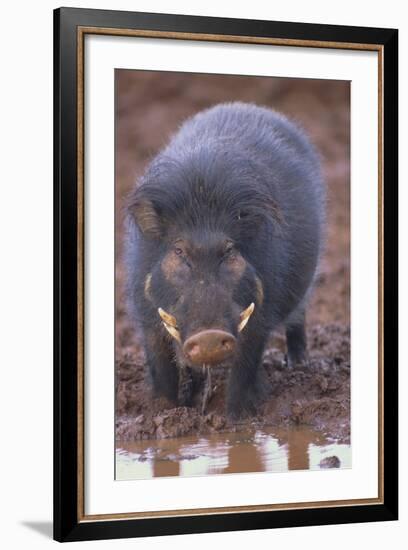 Giant Forest Wart Hog at Salt Lick-DLILLC-Framed Photographic Print