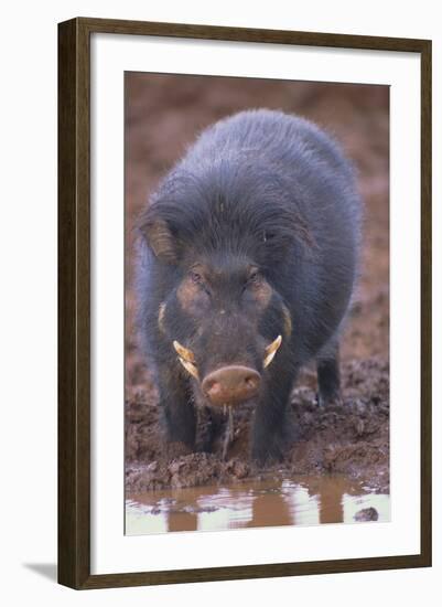 Giant Forest Wart Hog at Salt Lick-DLILLC-Framed Photographic Print