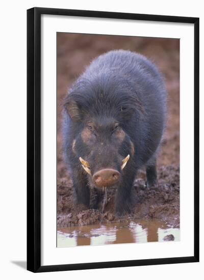 Giant Forest Wart Hog at Salt Lick-DLILLC-Framed Photographic Print