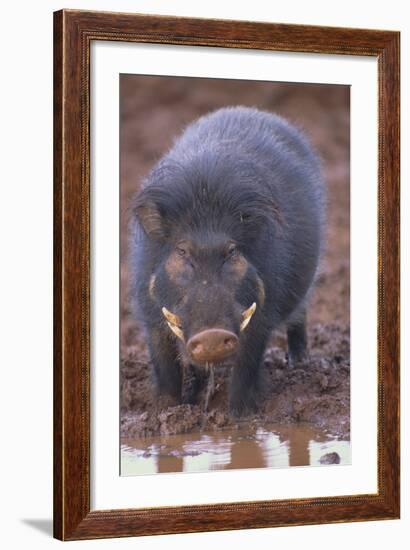 Giant Forest Wart Hog at Salt Lick-DLILLC-Framed Photographic Print