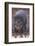 Giant Forest Wart Hog at Salt Lick-DLILLC-Framed Photographic Print