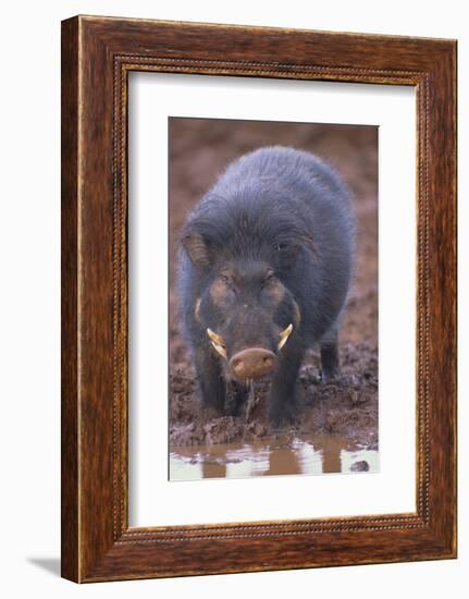 Giant Forest Wart Hog at Salt Lick-DLILLC-Framed Photographic Print