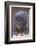 Giant Forest Wart Hog at Salt Lick-DLILLC-Framed Photographic Print