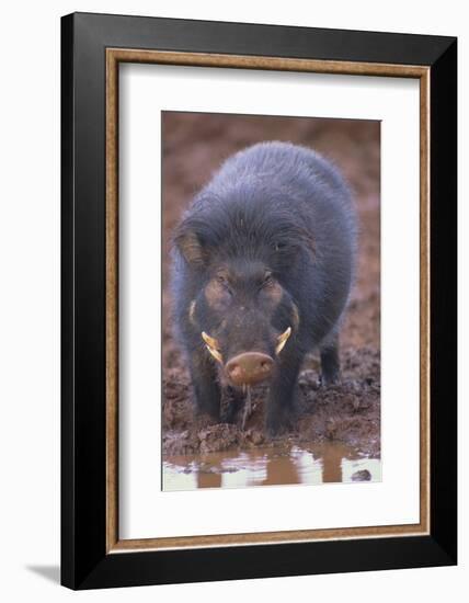 Giant Forest Wart Hog at Salt Lick-DLILLC-Framed Photographic Print