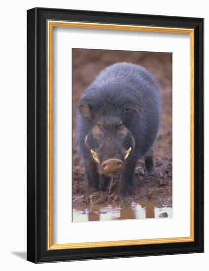 Giant Forest Wart Hog at Salt Lick-DLILLC-Framed Photographic Print