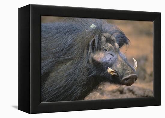 Giant Forest Wart Hog-DLILLC-Framed Premier Image Canvas