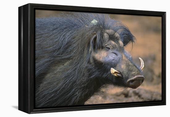 Giant Forest Wart Hog-DLILLC-Framed Premier Image Canvas