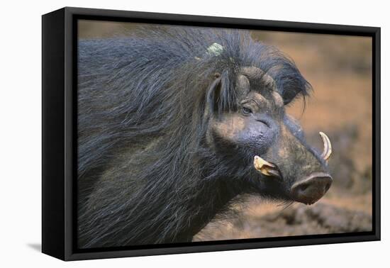 Giant Forest Wart Hog-DLILLC-Framed Premier Image Canvas