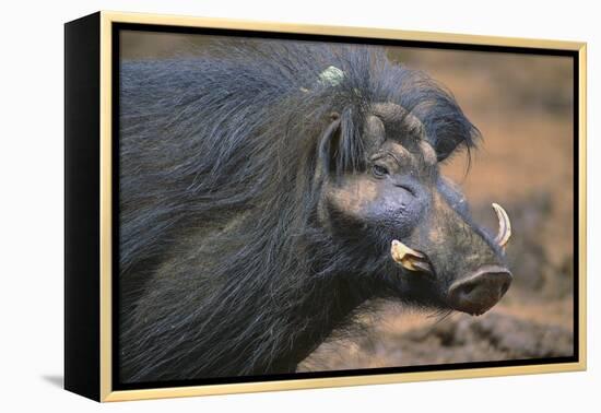 Giant Forest Wart Hog-DLILLC-Framed Premier Image Canvas