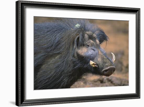 Giant Forest Wart Hog-DLILLC-Framed Photographic Print