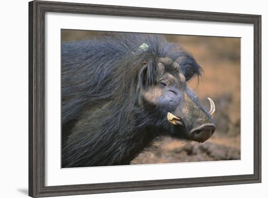 Giant Forest Wart Hog-DLILLC-Framed Photographic Print