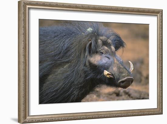 Giant Forest Wart Hog-DLILLC-Framed Photographic Print