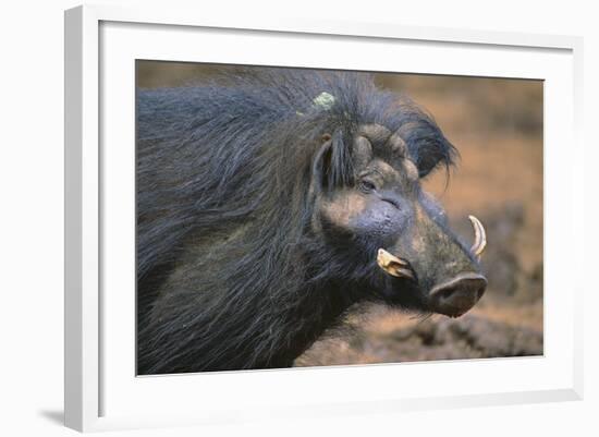 Giant Forest Wart Hog-DLILLC-Framed Photographic Print