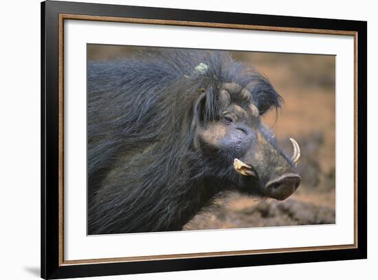 Giant Forest Wart Hog-DLILLC-Framed Photographic Print