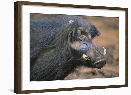 Giant Forest Wart Hog-DLILLC-Framed Photographic Print