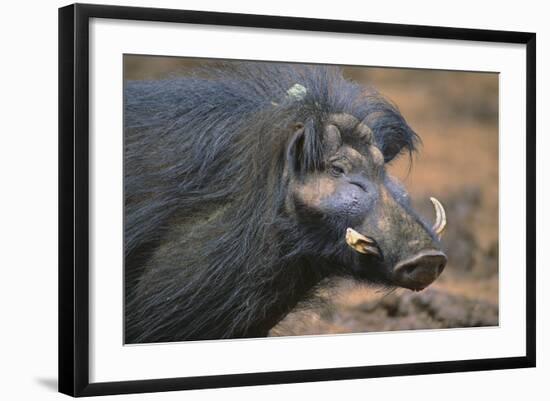 Giant Forest Wart Hog-DLILLC-Framed Photographic Print