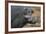 Giant Forest Wart Hog-DLILLC-Framed Photographic Print