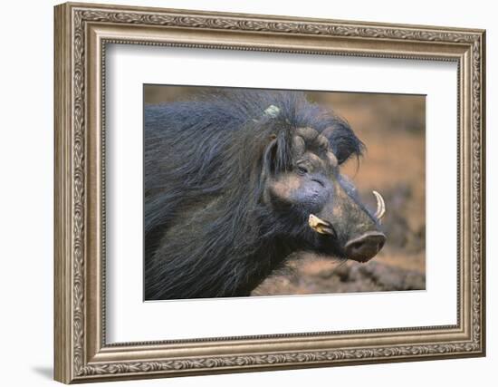 Giant Forest Wart Hog-DLILLC-Framed Photographic Print