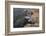 Giant Forest Wart Hog-DLILLC-Framed Photographic Print