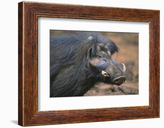 Giant Forest Wart Hog-DLILLC-Framed Photographic Print