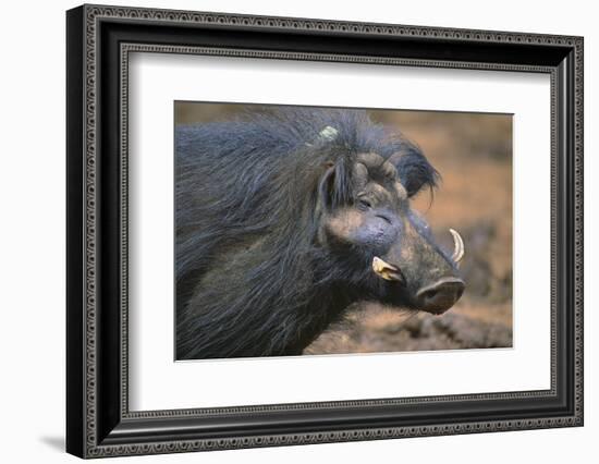 Giant Forest Wart Hog-DLILLC-Framed Photographic Print