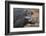 Giant Forest Wart Hog-DLILLC-Framed Photographic Print