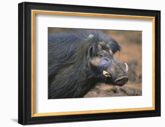 Giant Forest Wart Hog-DLILLC-Framed Photographic Print