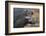 Giant Forest Wart Hog-DLILLC-Framed Photographic Print