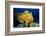 Giant Frogfish (Antennarius Commersonii), Pacific Ocean, Panglao Island.-Reinhard Dirscherl-Framed Photographic Print