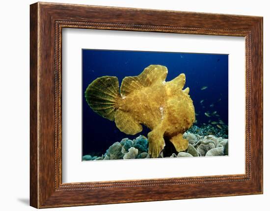 Giant Frogfish (Antennarius Commersonii), Pacific Ocean, Panglao Island.-Reinhard Dirscherl-Framed Photographic Print